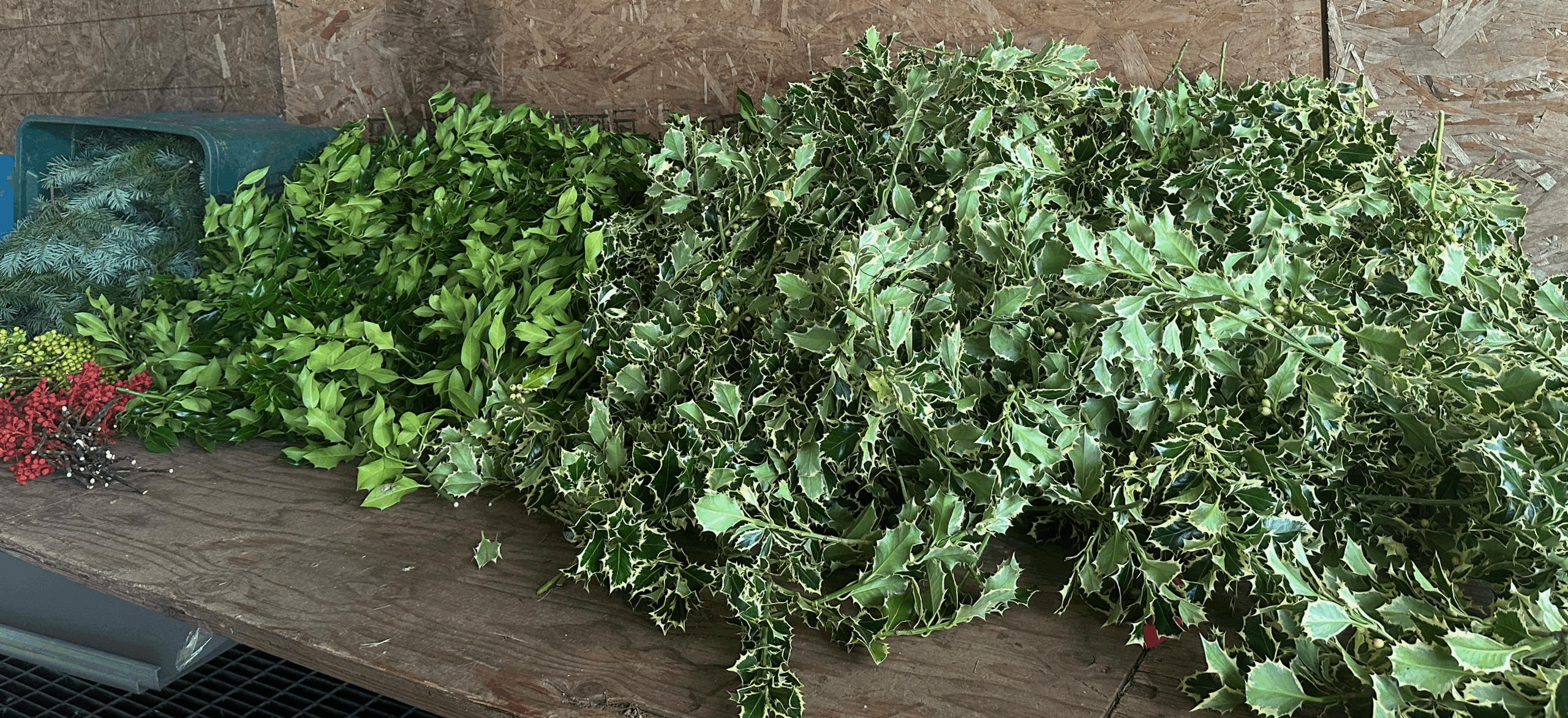 Fresh Holly & Greens - Image 2