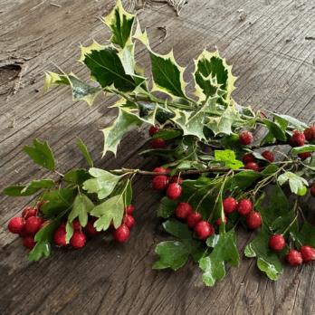 Fresh Holly & Greens