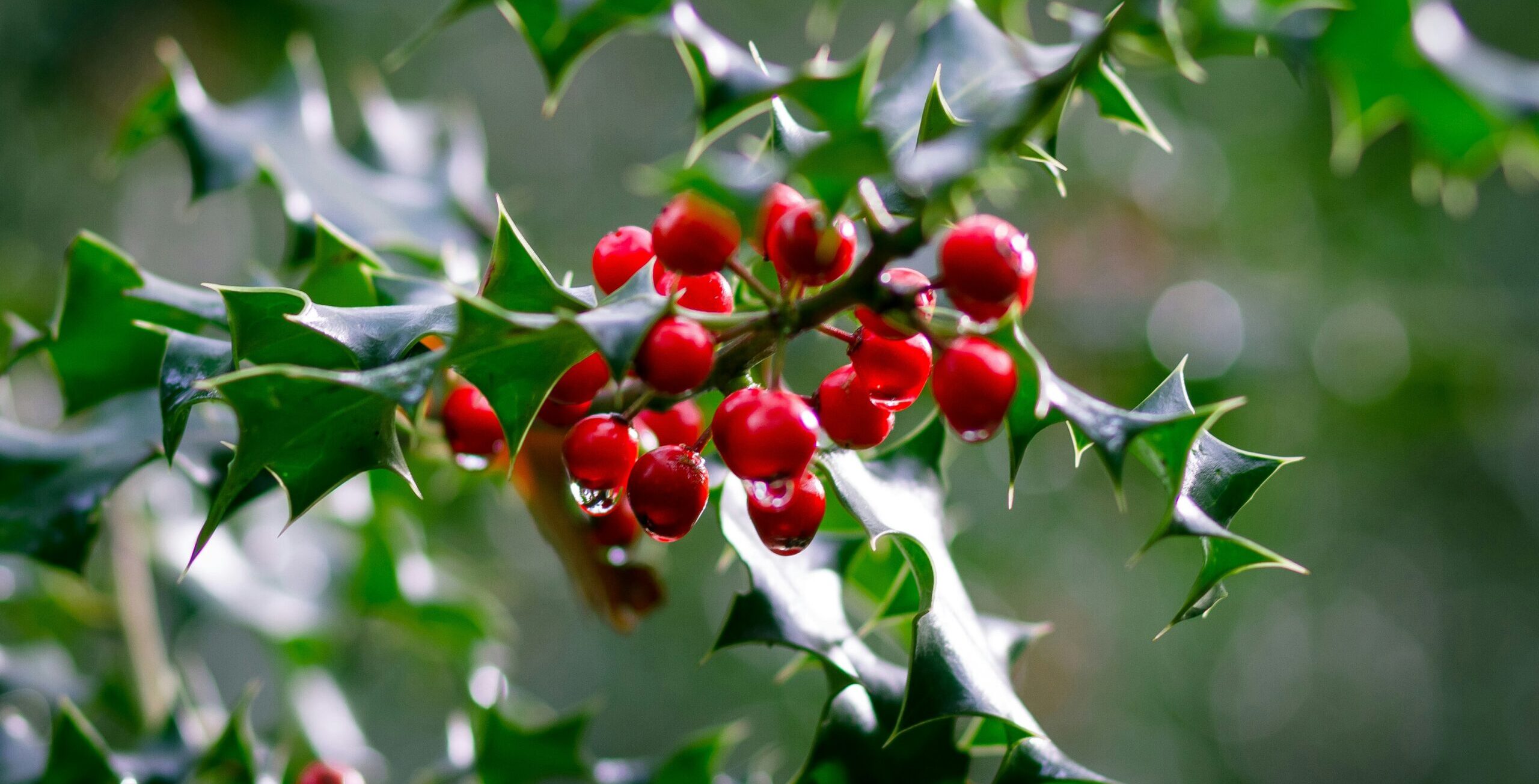 Holly leaves and berries by Alistair Macrobert